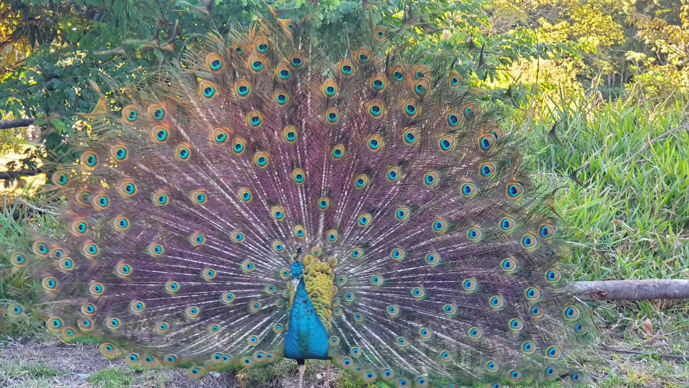 Pavão de cauda aberta no jardim da fazenda